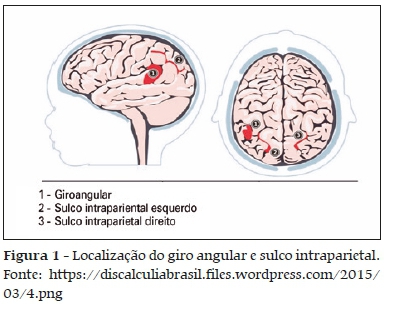Cérebro lado esquerdo-lado direito: Raciocínios visual e numérico